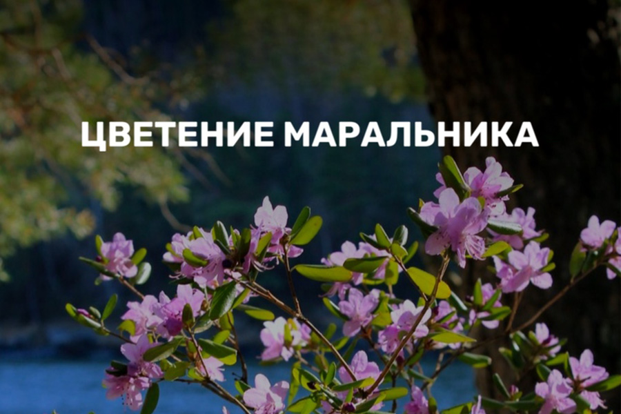 Цветение маральника  — время, ради которого едут на Алтай
